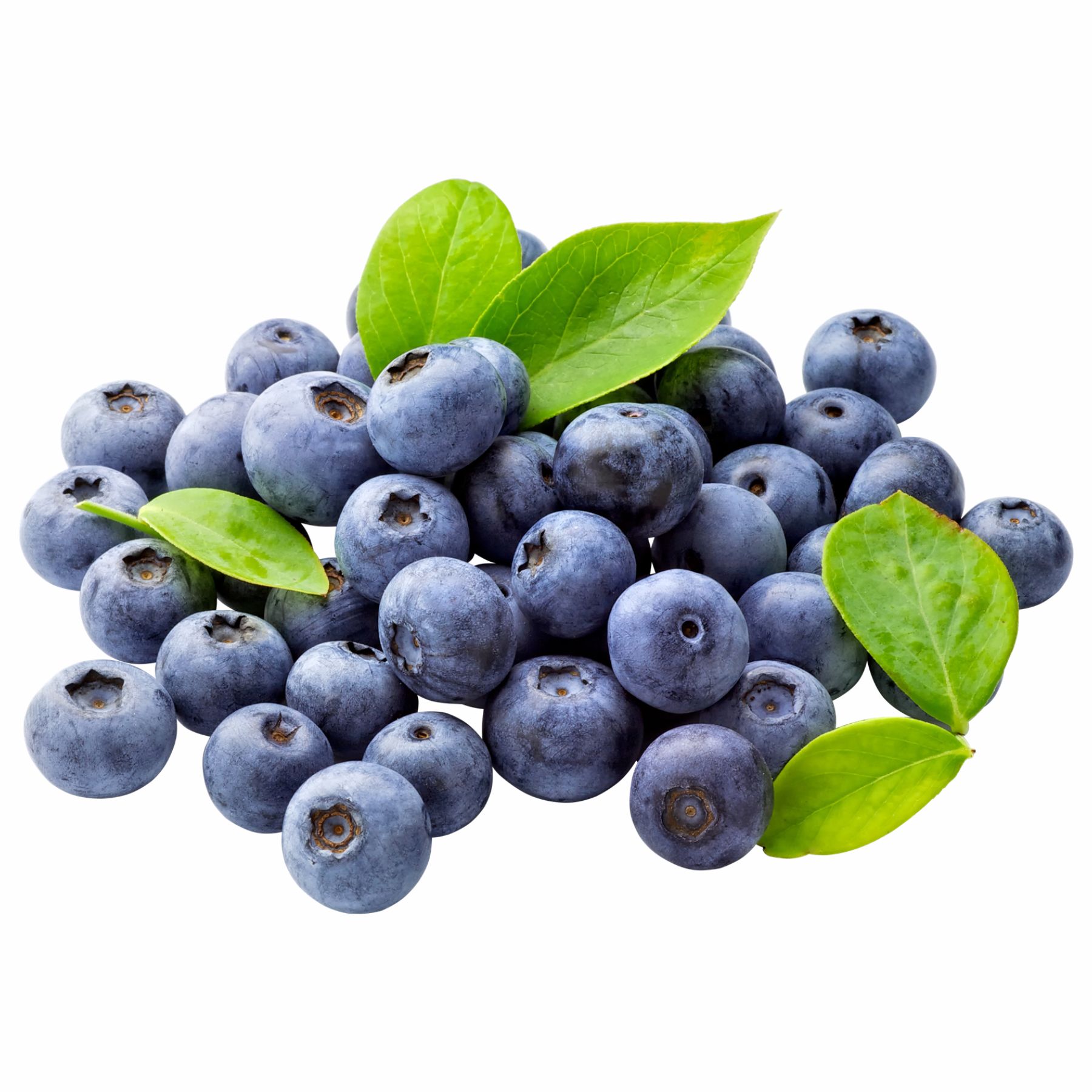 Blueberry (Vaccinium Cyanococcus)